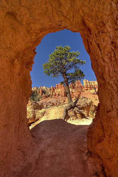 Tunnel in Bryce Canyon National Park stock photo