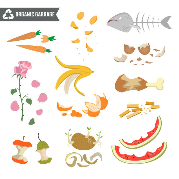 Ilustración de Basura Orgánica Sobre Fondo Blanco y más Vectores Libres de Derechos de Basura - Basura, Alimento, Orgánico - iStock Ilustración de Basura Orgánica Sobre Fondo Blanco y más Vectores Libres de Derechos de Basura - Basura, Alimento, Orgánico - iStock