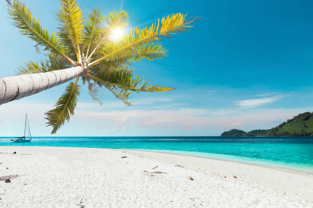 Coconut palm tree with the white sand beach stock photo
