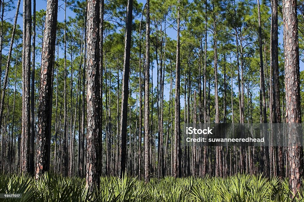 Pini e visto Palmettos - Foto stock royalty-free di Ago - Parte della pianta