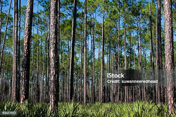 Pini E Visto Palmettos - Fotografie stock e altre immagini di Ago - Parte della pianta - Ago - Parte della pianta, Albero, Albero sempreverde