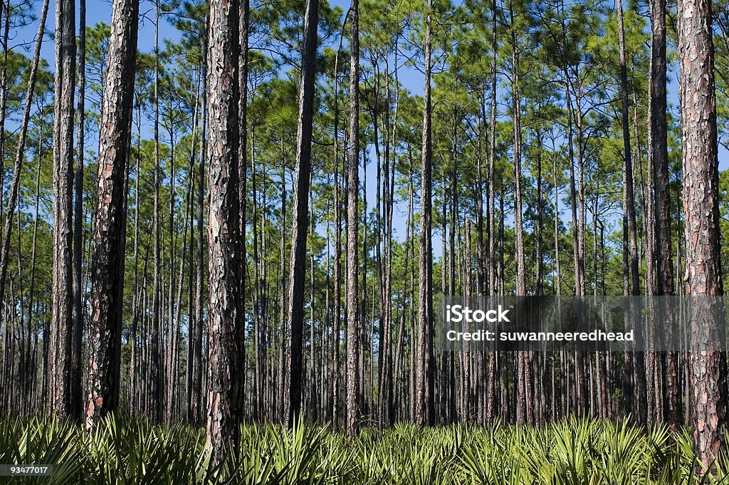Serra de pinheiros e palmeiras - Foto de stock de Botânica - Assunto royalty-free