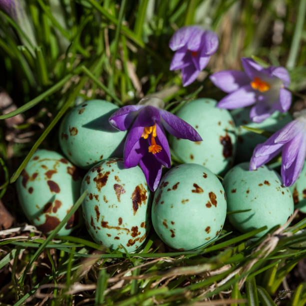 Araucana blue chicken eggs on white surface