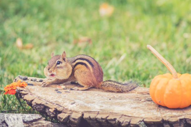 istock Eastern Chipmunk gathers nuts for autumn harvest in vintage garden setting 934778130