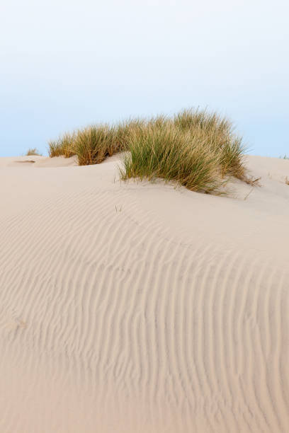 duna de areia com tufo de grama - 16626 - fotografias e filmes do acervo