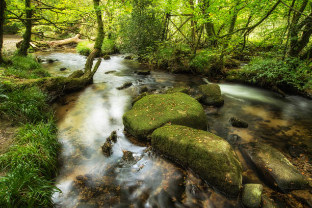 istock Beautiful vibrant lush landscape of Golitha Falls in Devon in Summer 934778272