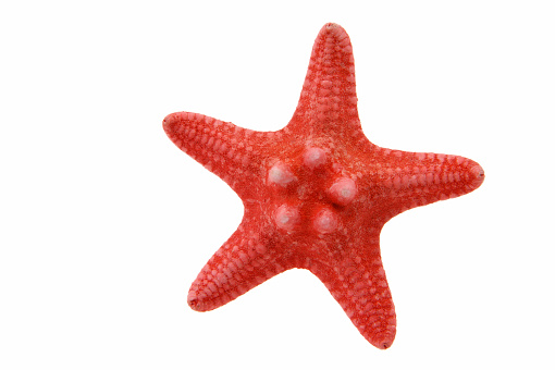 The caribbean starfish on glass, Asterias rubens