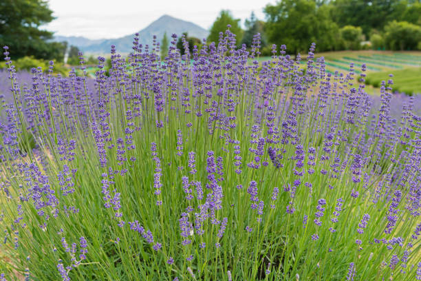 istock Violet full bloom lavender blossom close up 934778410