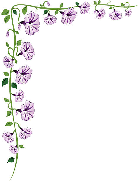 Morning Glory Vine Border - Purple vector art illustration