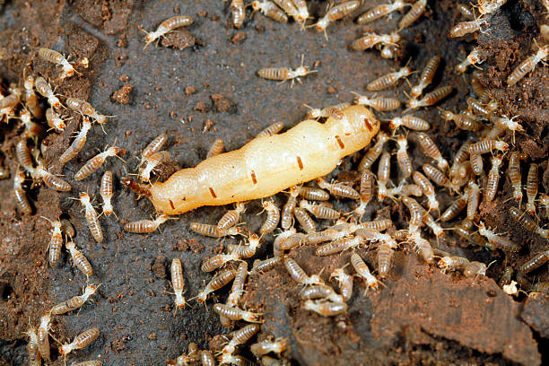 Queen termite surrounded by workers  termite queen stock pictures, royalty-free photos & images