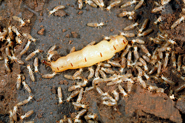 rainha térmita rodeado pelos trabalhadores - colony swarm of insects pest animal imagens e fotografias de stock