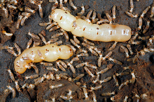 dois rainha termites rodeada por trabalhadores - colony swarm of insects pest animal imagens e fotografias de stock