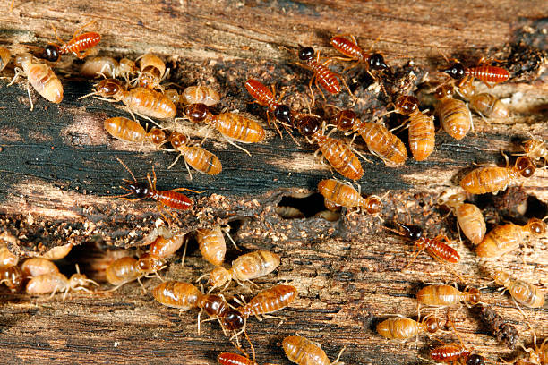 istock Worker and nasute termites on wood 93478016