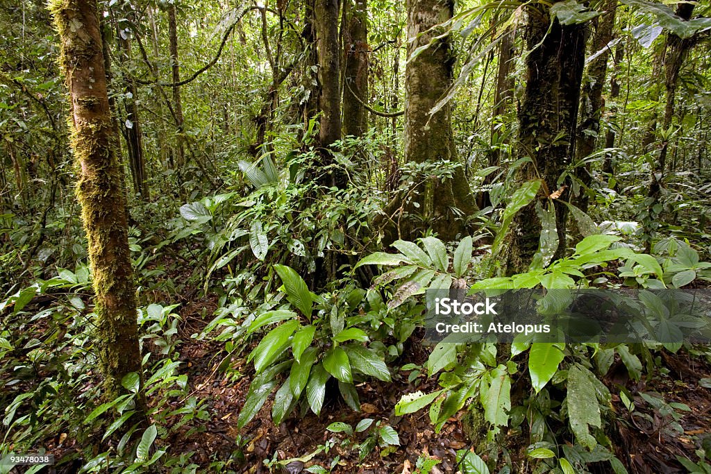 Interior of tropical rainforest In the Ecuadorian Amazon Amazon Rainforest Stock Photo