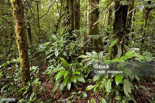 Interior Of Tropical Rainforest Stock Photo - Download Image Now - Amazon Rainforest, Amazon Region, Bush