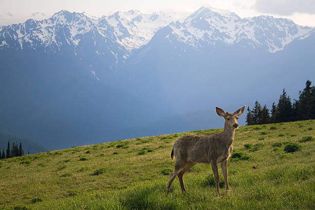 istock Young Buck and Mt. Olympus Peaks at Hurricane Ridge 93478105