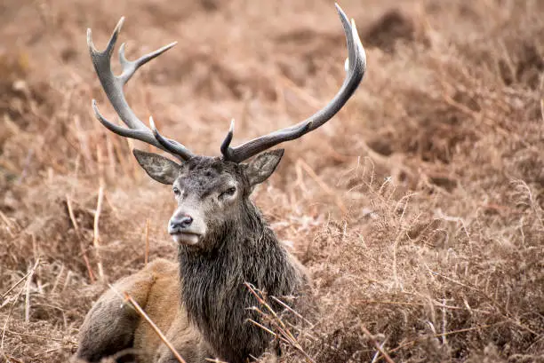 Red deer stag in Richmond Park during the rutting season