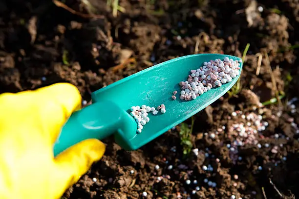 Photo of Yellow gloved hand holding a green scoop with fertilizer