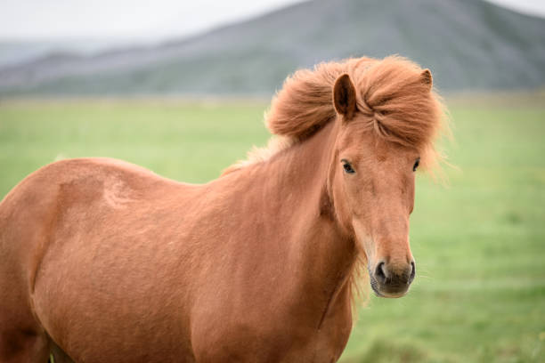istock Chestnut horse in a pasture in Iceland 934782188