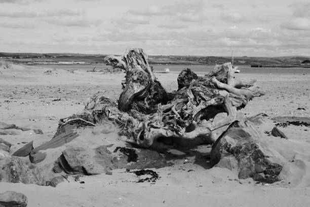 istock Low Tide Pictures 934782360