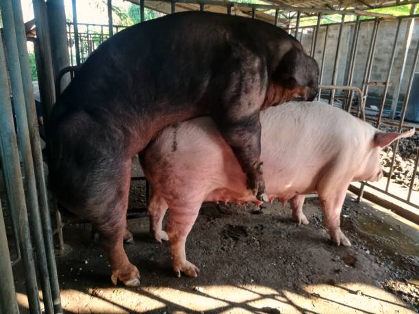 1,179 Mating Pigs Stock Photos, Pictures & Royalty-Free Images - iStock 1,179 Mating Pigs Stock Photos, Pictures & Royalty-Free Images - iStock