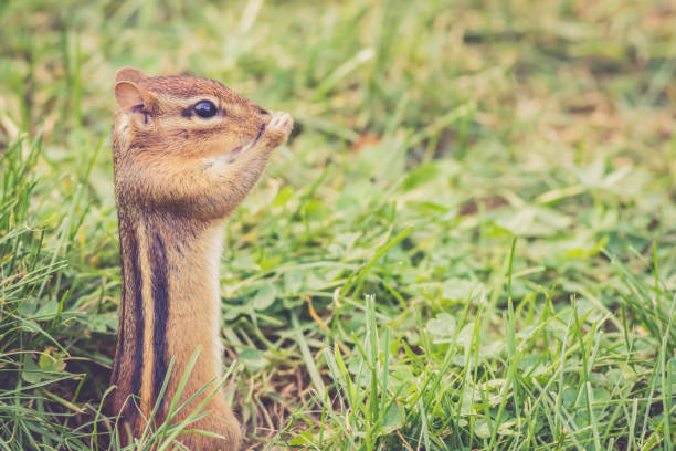 Eastern Chipmunk gathers nuts for autumn harvest in vintage garden setting