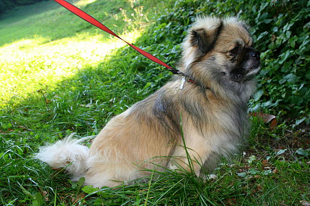 istock Tibetan spaniel in nature 93478437