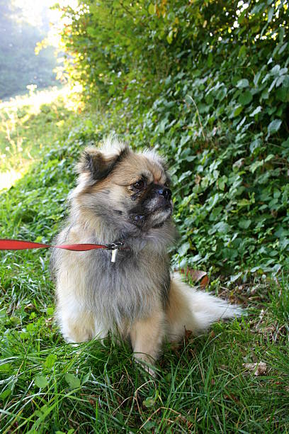 Tibetan spaniel in nature stock photo