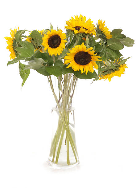 istock sunflowers in a vase 93478475