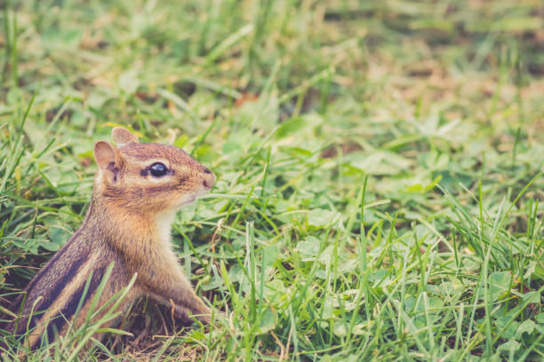 istock Eastern Chipmunk gathers nuts for autumn harvest in vintage garden setting 934785198