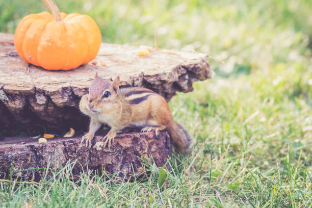 istock Eastern Chipmunk gathers nuts for autumn harvest in vintage garden setting 934785336