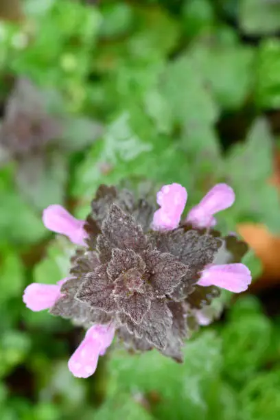 Flowering Red dead-nettle with copy space.
