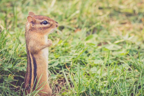 istock Eastern Chipmunk gathers nuts for autumn harvest in vintage garden setting 934788308