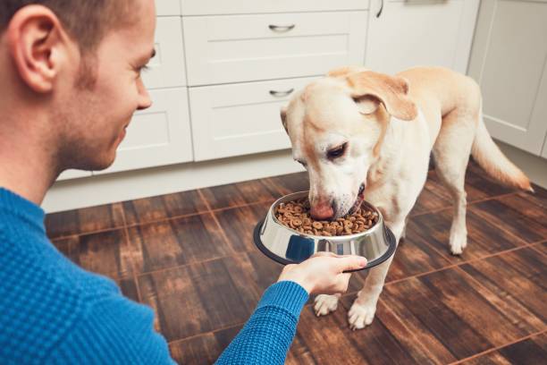 istock Feeding of hungry dog 934788812
