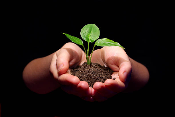 Hands holding a sapling in soil with a black background stock photo