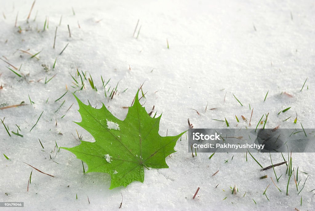 Blatt auf Schnee - Lizenzfrei Abgestorbene Pflanze Stock-Foto