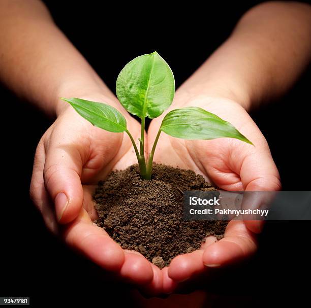 La Planta En Las Manos Foto de stock y más banco de imágenes de Agarrar - Agarrar, Anual - Característica de planta, Aprender