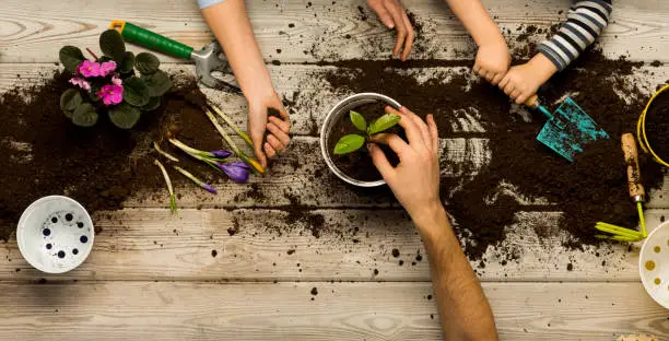 Photo of Family sits flowers in a pot. Spring and hobbies, family grows flowers together. Beauty and nature. Hobby home for whole family, entertainment with children, development and education. Flower ground