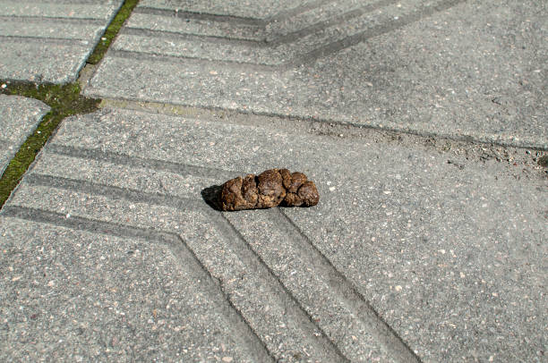 Dog poop on pavement