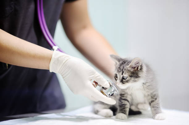 médica veterinária usando estetoscópio para gatinho bonitinho - veterinary office - fotografias e filmes do acervo