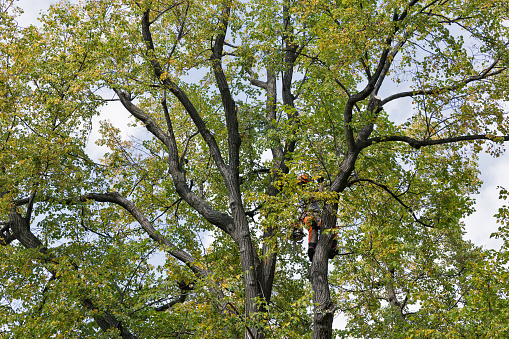 unknown man worker climber cuts off the tree dry branches by chainsaw