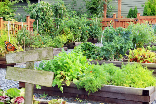 Lush and organic community vegetable, fruit and herb garden in summer with blank sign. Add your own text. Lush and organic community vegetable garden growing lettuce, beans, kale, carrots, tomatoes and more. community garden sign stock pictures, royalty-free photos & images