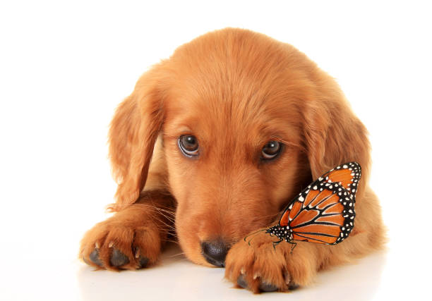 istock Red retriever puppy with a monarch butterfly on it's paw. 934796162
