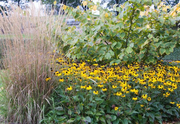 istock Rudbeckia fulgida on a decorative bed 934799624