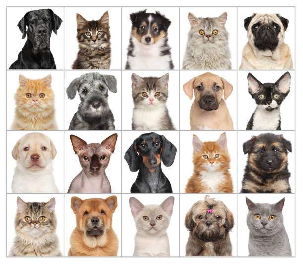 istock Pet Portraits isolated on white 934803556