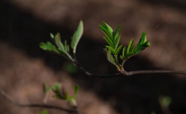 istock young twig with green leaves 934803906