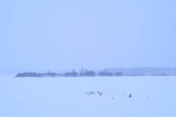 istock Winter landscape - a forest in the fog. 934804094