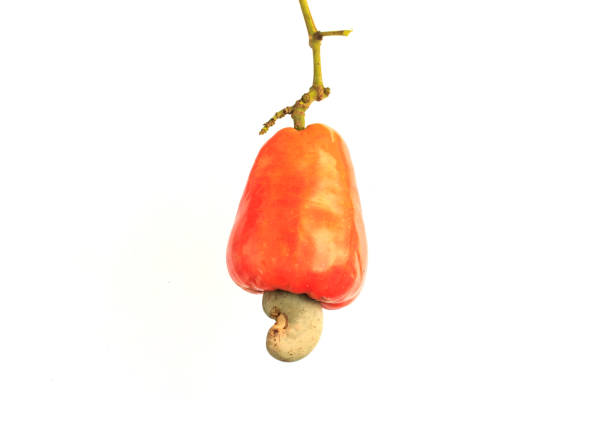istock Cashew Nut Apple and Fresh Cashew Nut on white background 934806638
