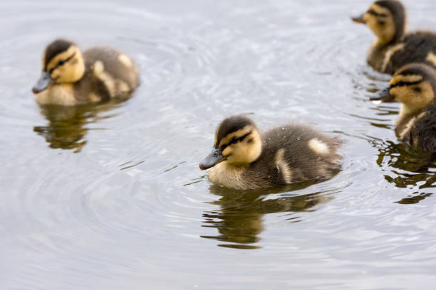 istock duck family in Harstad at Lofoten 934806724