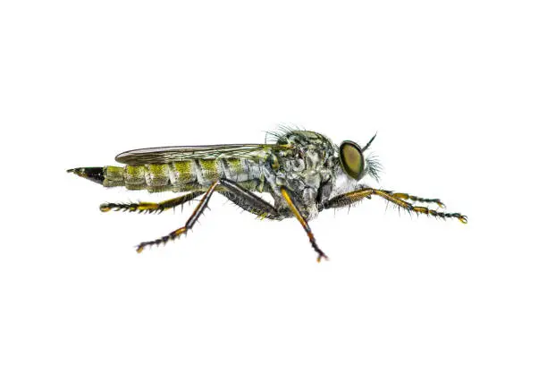 Robber Fly Diptera Predator Insect Isolated on White Background